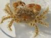 Pilumnus hirtellus
